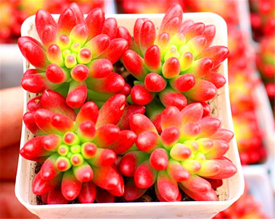 立春了，养多肉虹之玉要做好“4个增加”，新叶蹭蹭长，饱满圆润