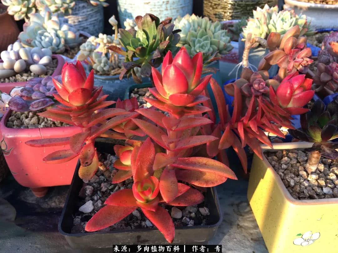 入坑多肉无法自拔,沉迷多肉无法自拔