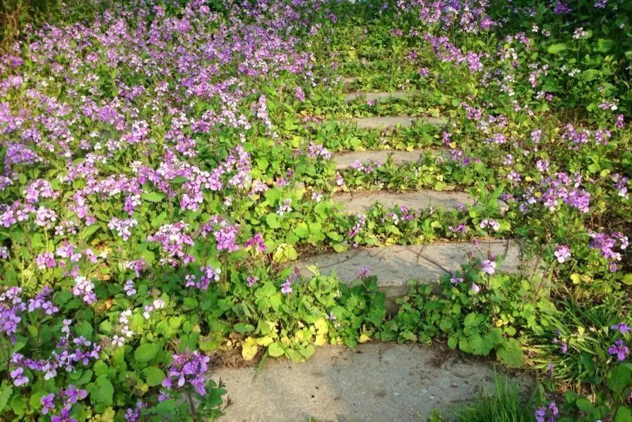 看到花的时候,不知是什么花?那就收下这份百花图谱