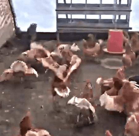 老鹰混进鸡棚吃小鸡,老鹰跑进鸡窝反被鸡围攻