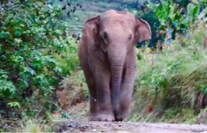 撞到野骆驼,开车撞上骆驼有多危险呢
