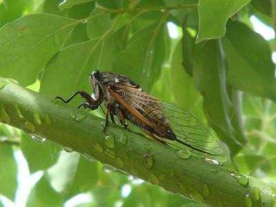 最美诗词音乐,欧阳修鸣蝉赋
