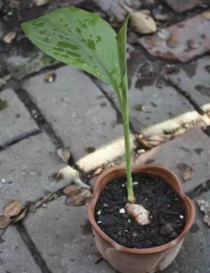 种植生姜需要天天浇水,生姜种植苗期松土的好处