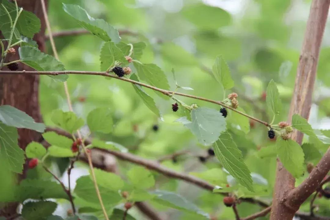 凉山彝族自治州邛海湿地,走进西昌邛海湿地