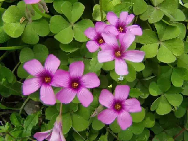 身边常见花卉识别,身边常见的树有哪些