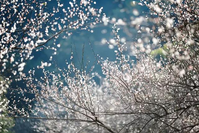 南京雨花台风景区梅花盛开,南京梅花山花海赏梅