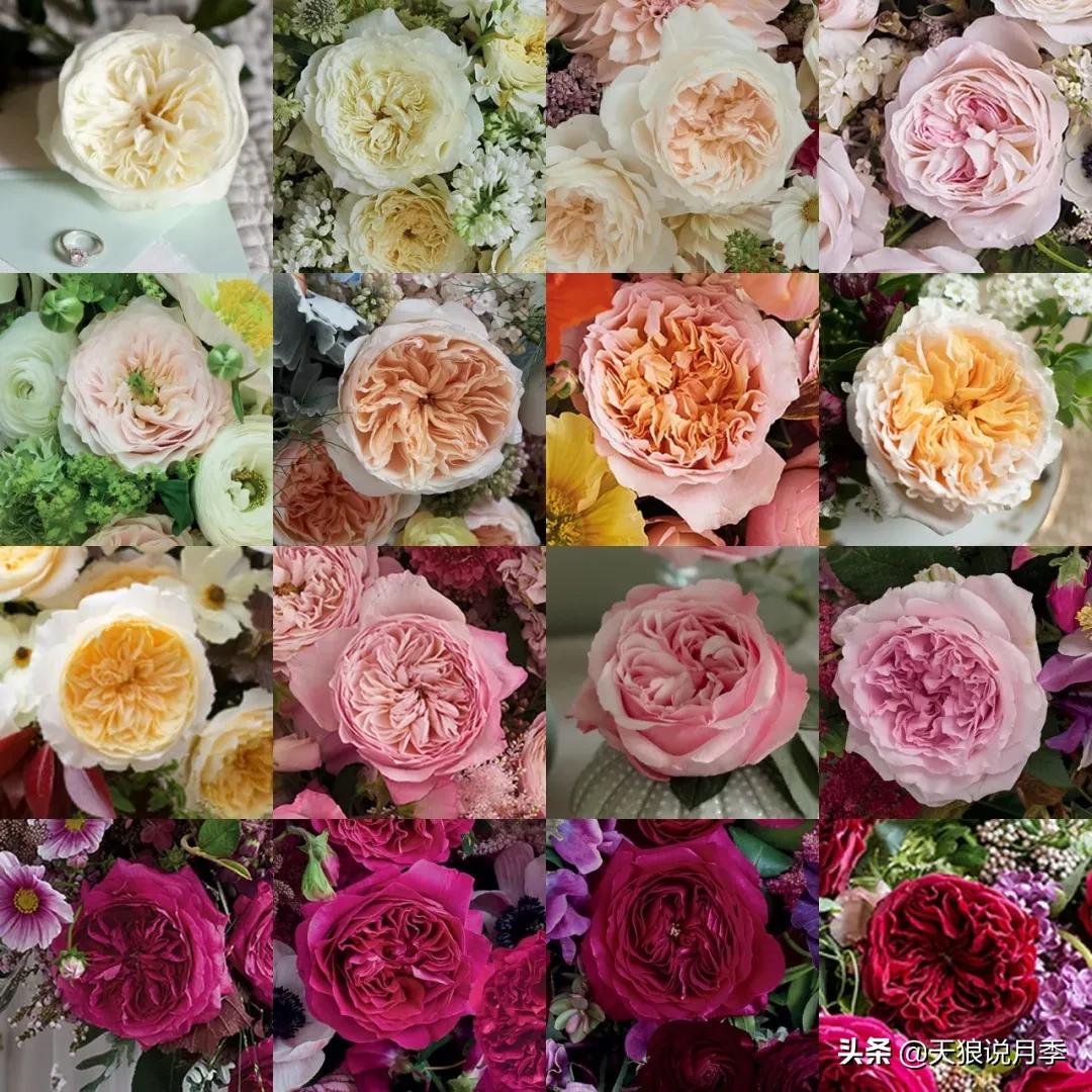 诗情与花意｜种花不识“奥切”仙，纵是花神也枉然