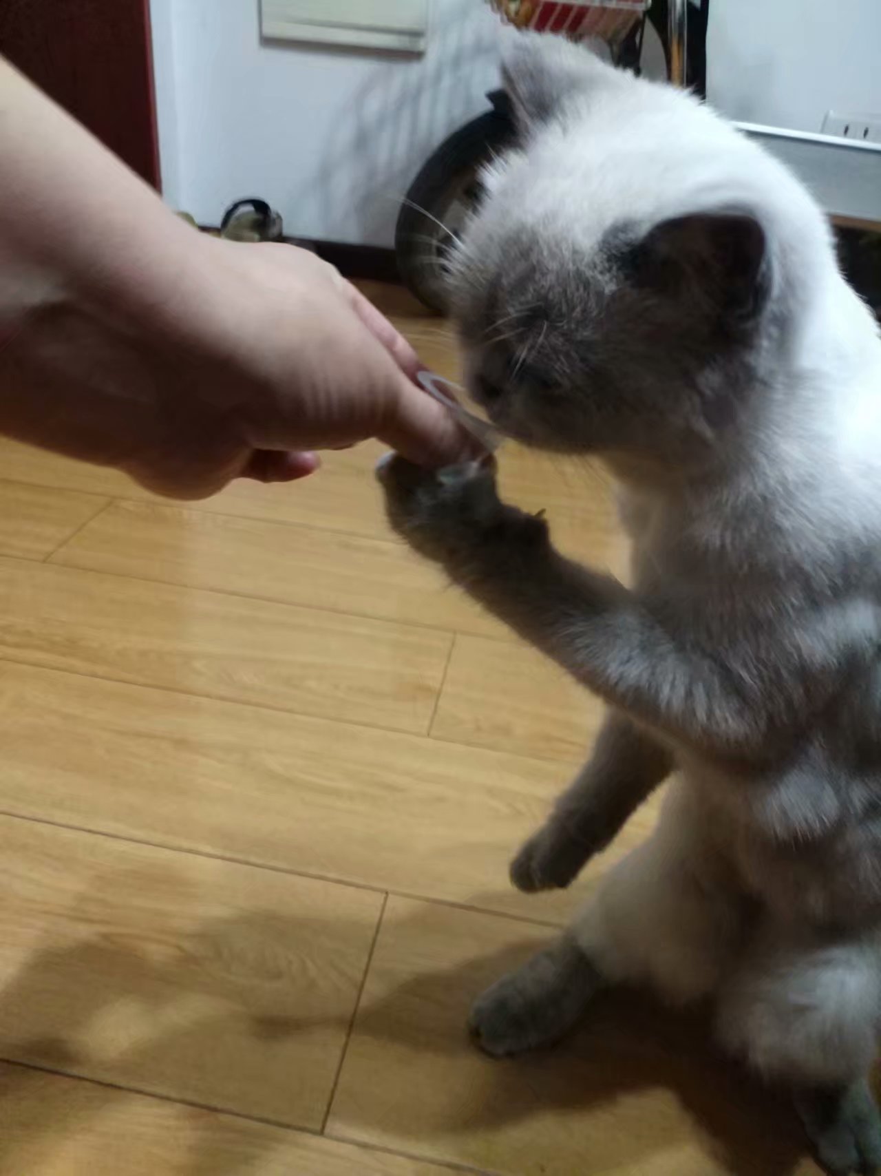 一只困到睁不开眼的喵星人,一只喵星人的成长史一口气看完