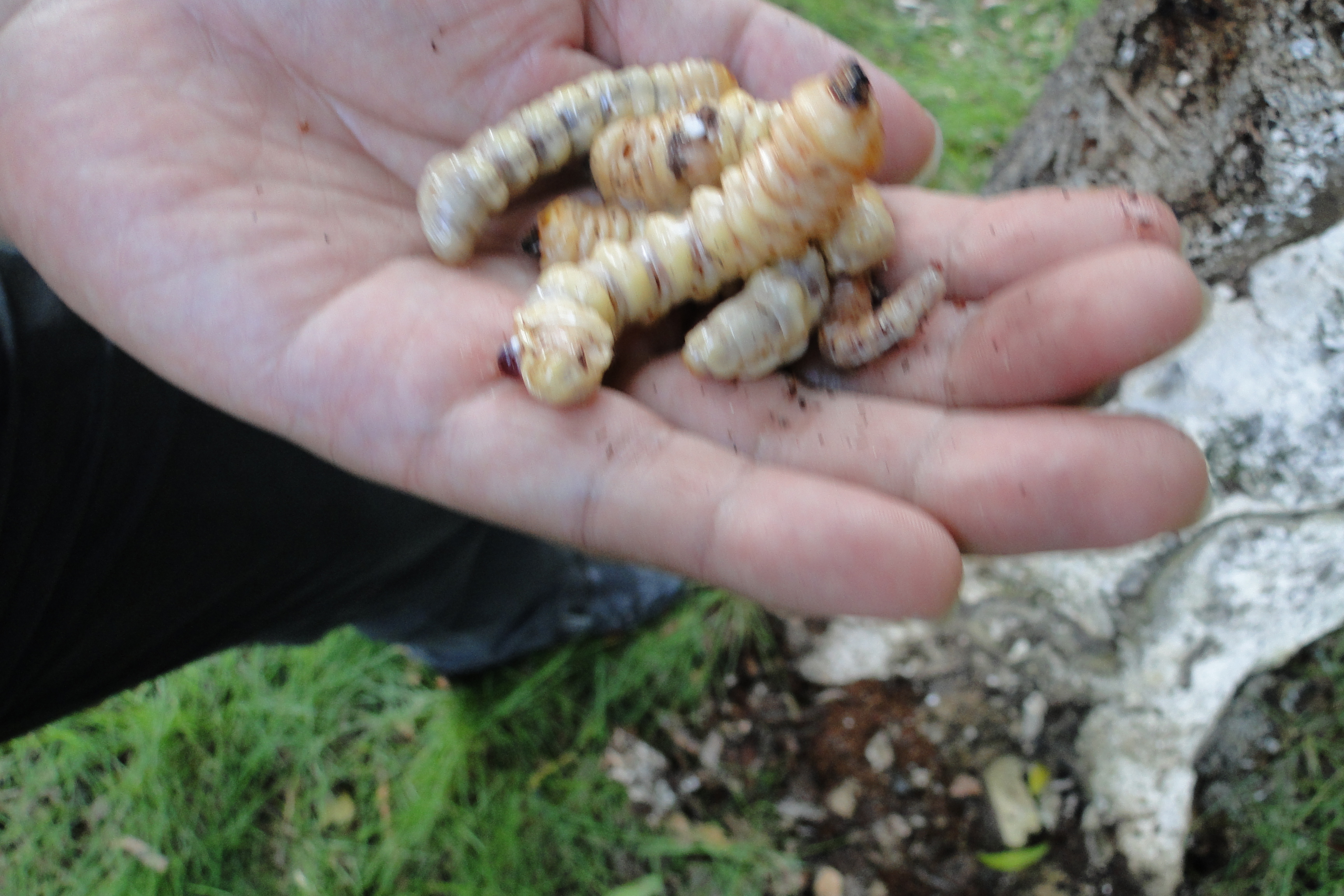 松树得了病枯黄用什么药,松树叶子变红是什么病