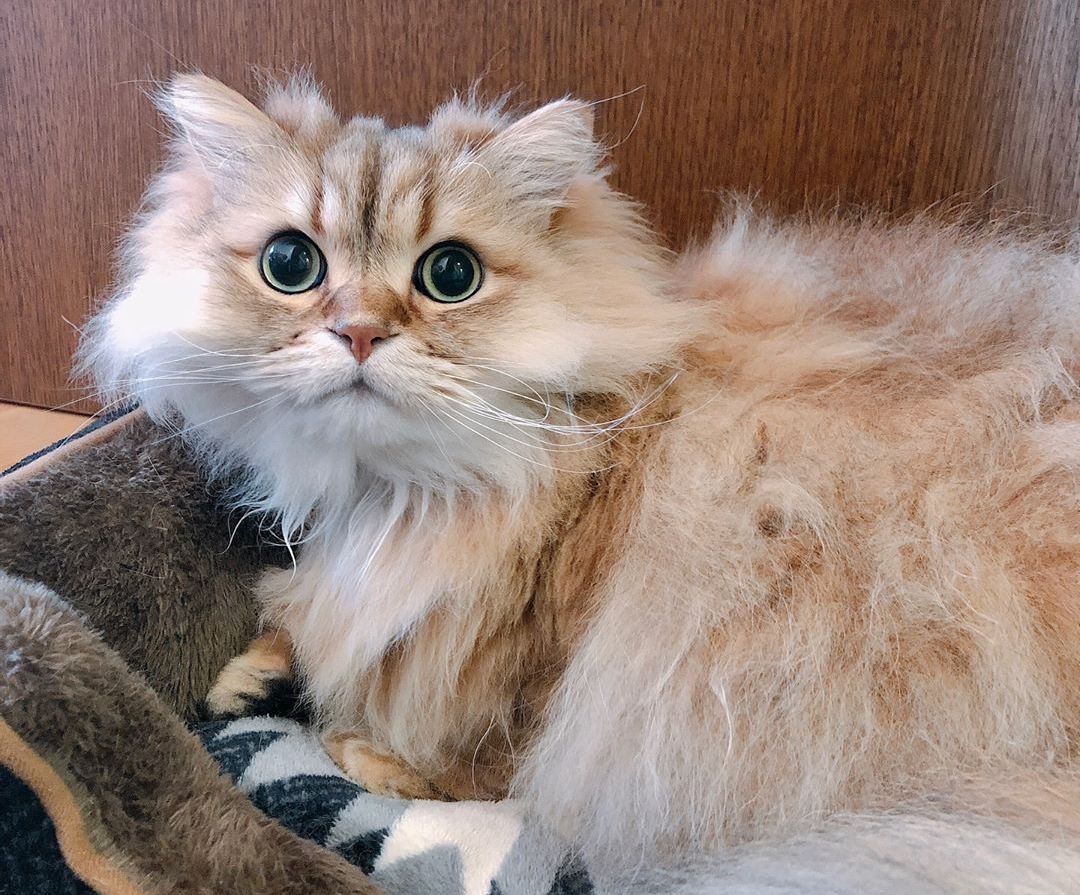 猫咪手术顺利完成，不要掉以轻心，“术后并发症”也需要警惕！