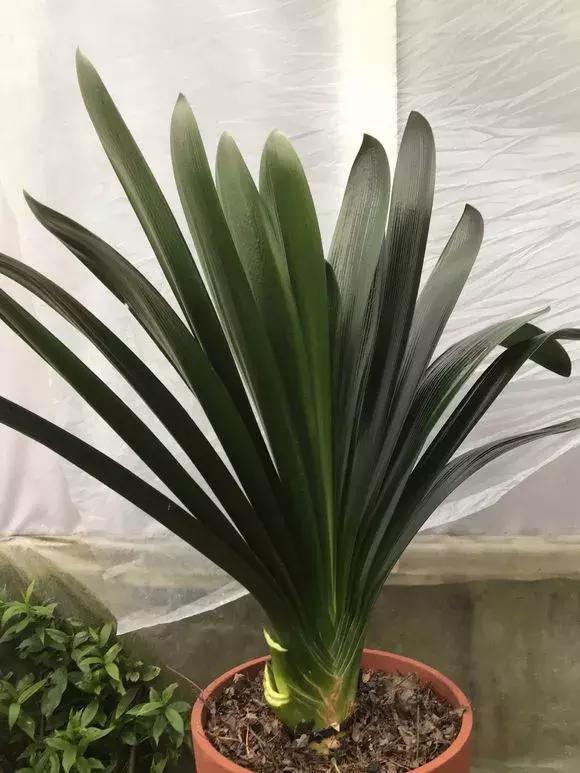 这6种花给点水就爆盆懒人必备,六种花千万别养