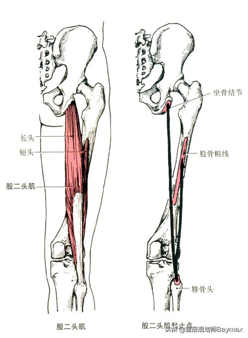 女人大腿松弛什么原因,减肥后大腿内侧松弛怎么办