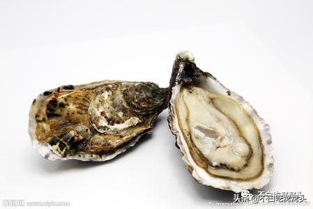 蛤蜊牡蛎蚬子,蛤蜊蚬子蛏子区别