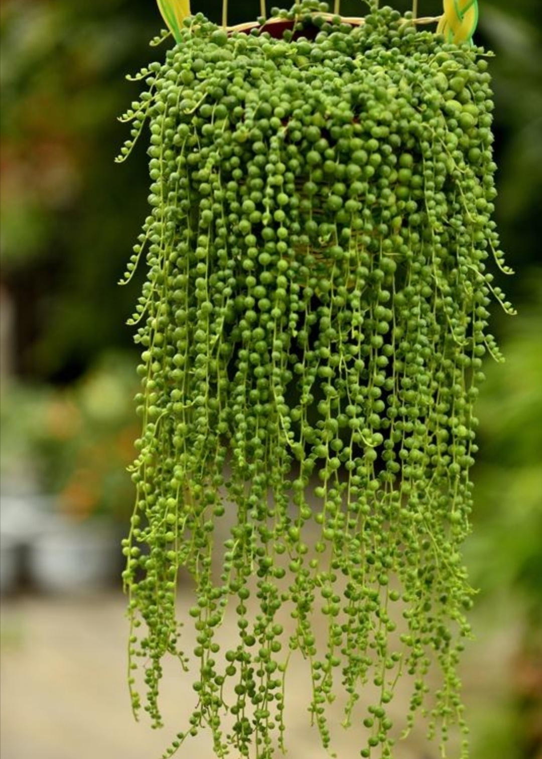 如何养珍珠吊兰,挂珍珠吊兰的花盆