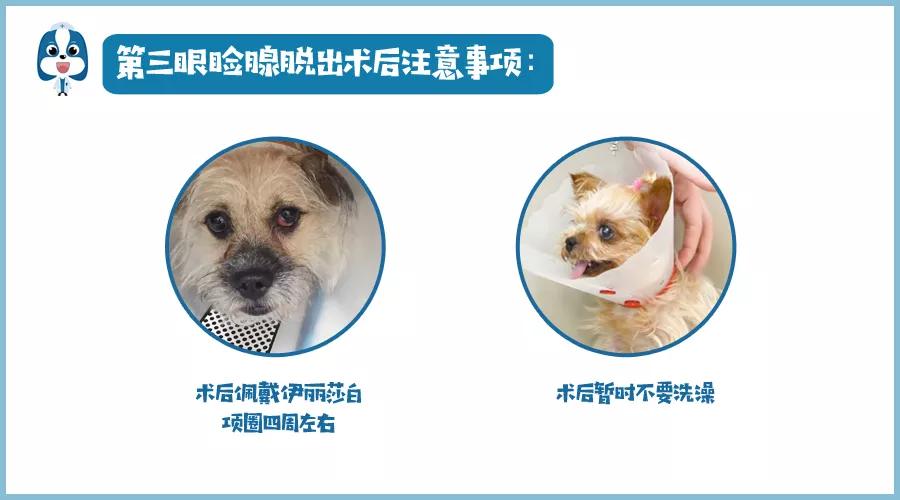 儿童眼角长个黑色的小肉球,小奶猫眼睛长肉球怎么办