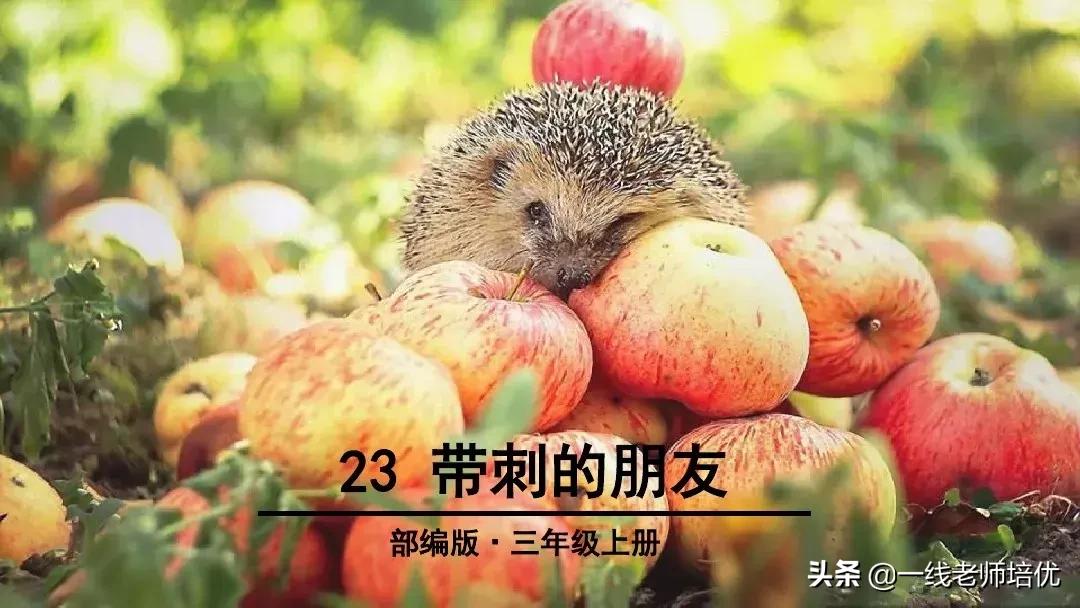 三年级语文带刺的朋友课堂笔记,带刺的朋友三年级上册