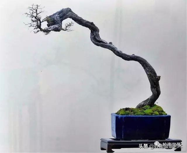 文人杂木盆景精品欣赏,可以做盆景的杂木图片大全