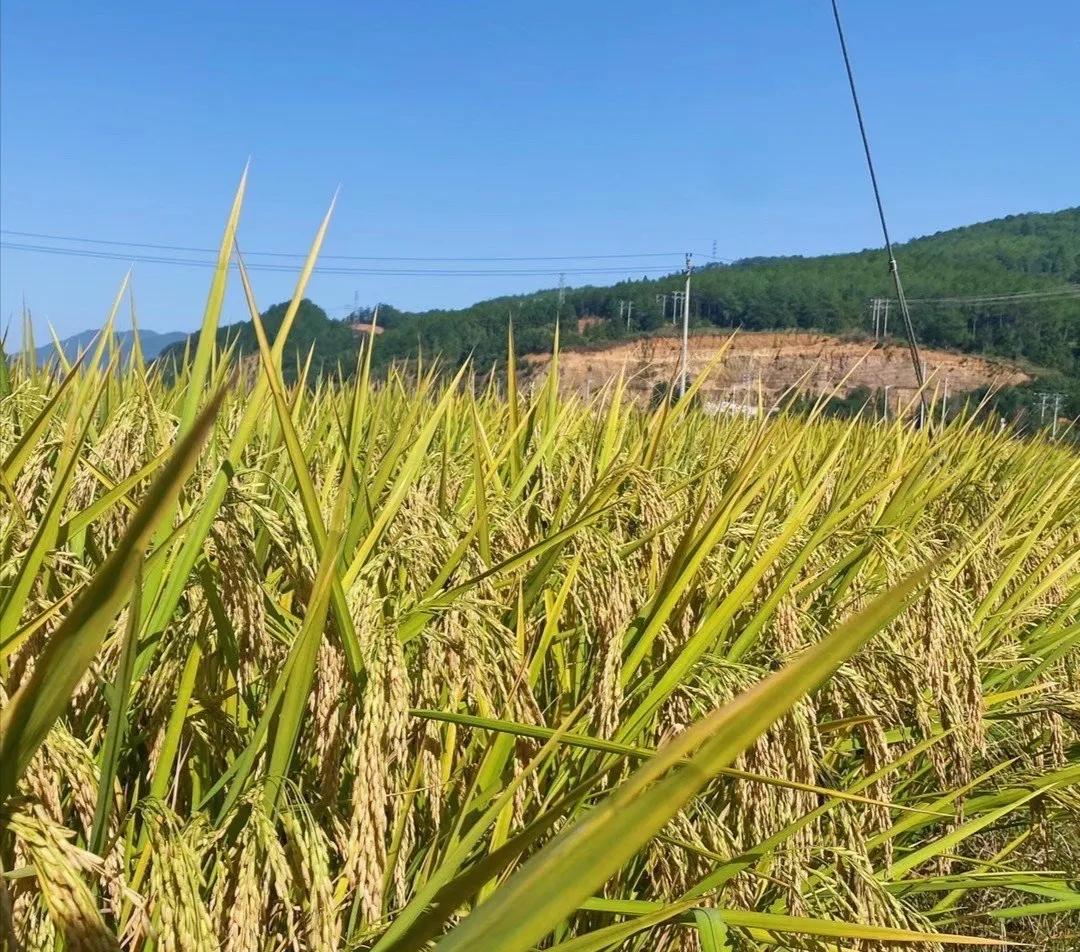 致敬国家科技进步一等奖作文,一等奖全国作文江苏