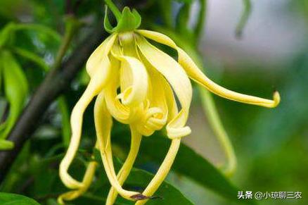 小琼聊三农：香水原产料，与您分享依兰花的种植小技巧及管理方法