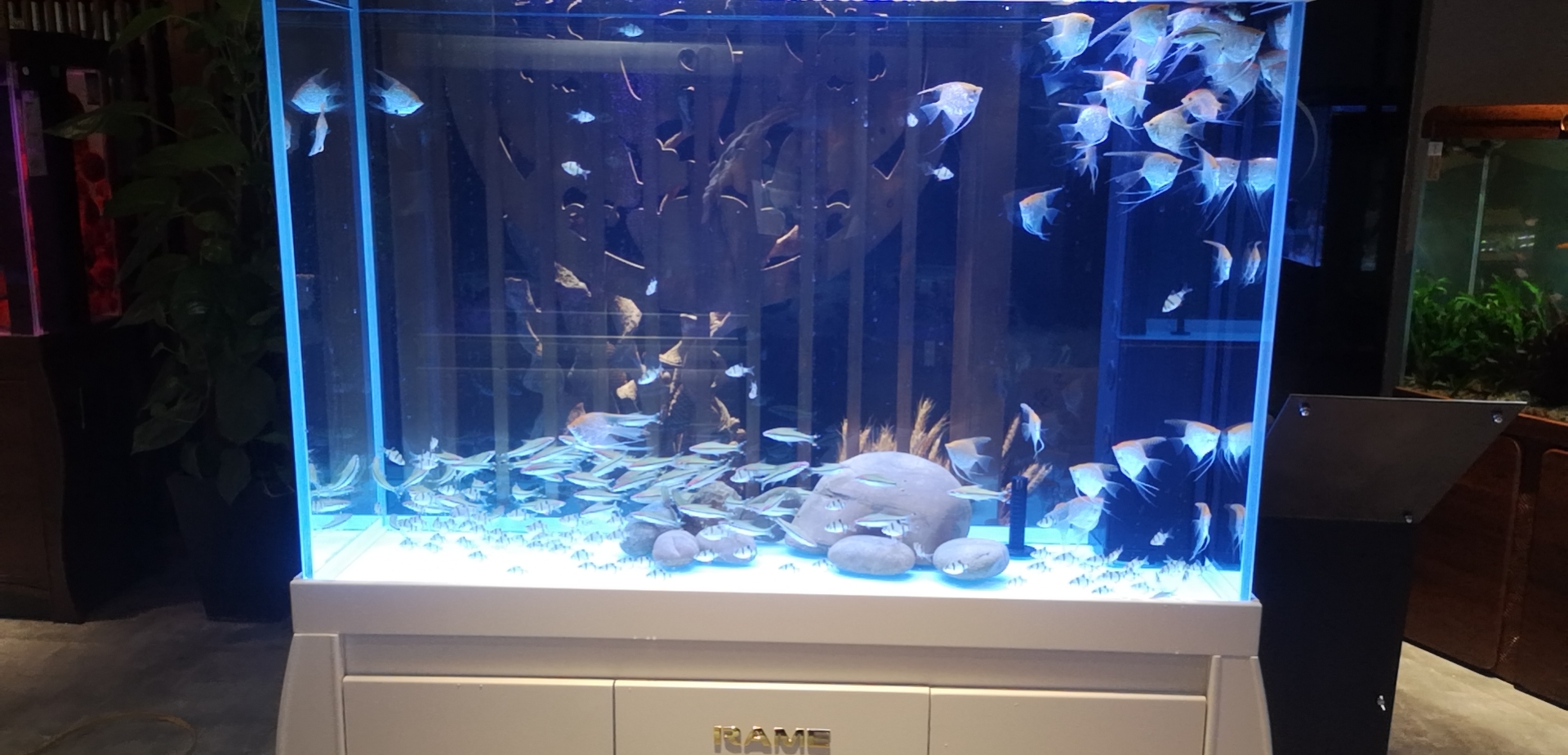 观赏鱼怎么预防胆小病吃什么药,观赏鱼越喂越胆小是怎么回事