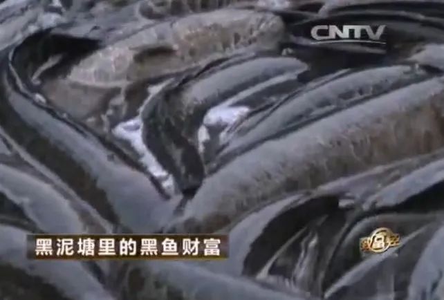 每个幻想暴富的中国人，都在这档节目里做过梦