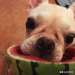 法斗身体臭怎么解决,法斗身上臭烘烘的怎么办