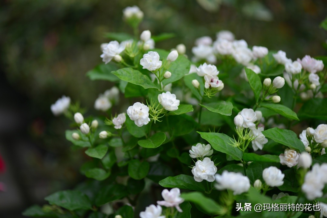 花园里四季常青的树,花园里四季都绿的植物
