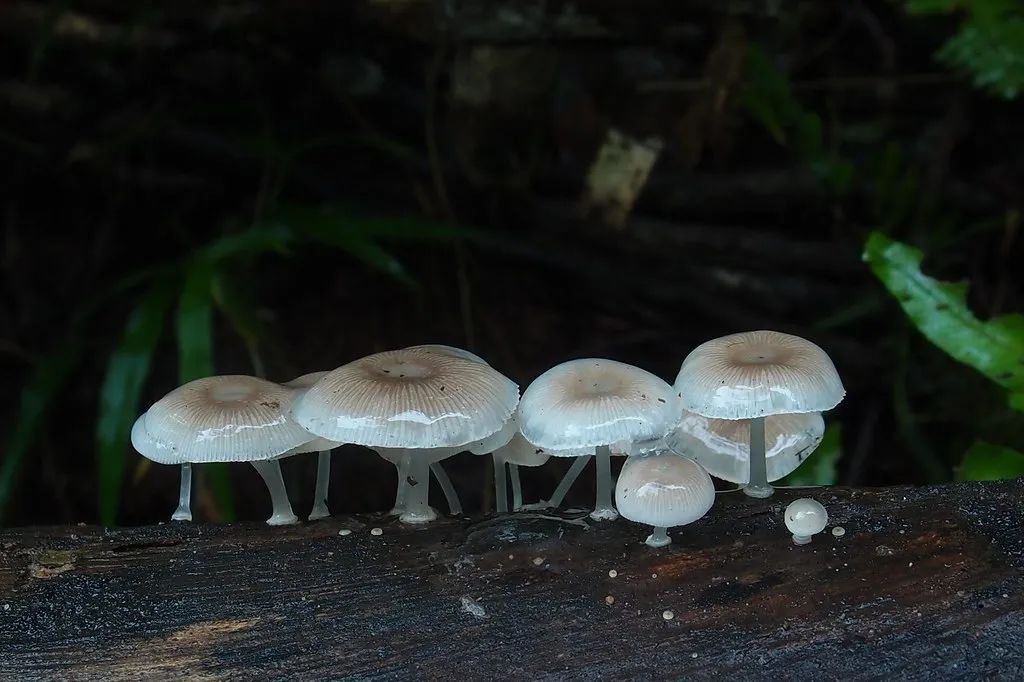 蘑菇头上有红点,蘑菇头上有小红点