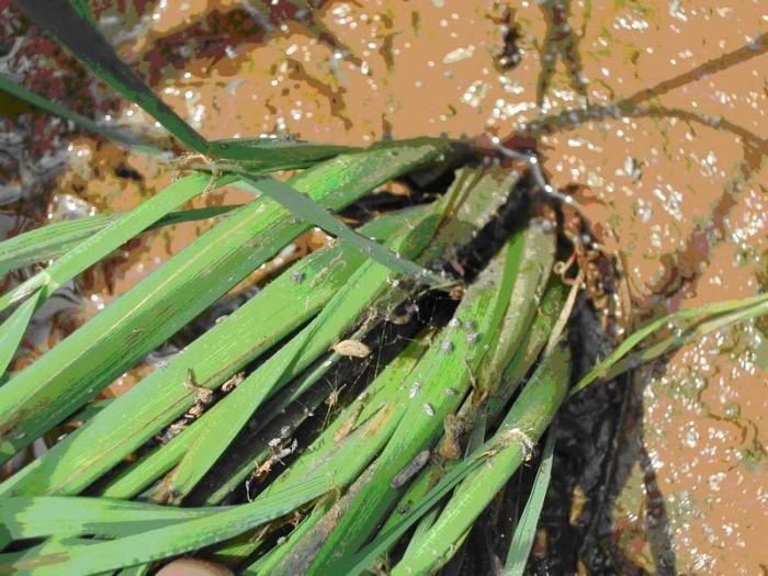 防治木虱蚜虫蓟马用什么药,蓟马粉虱虫害防治