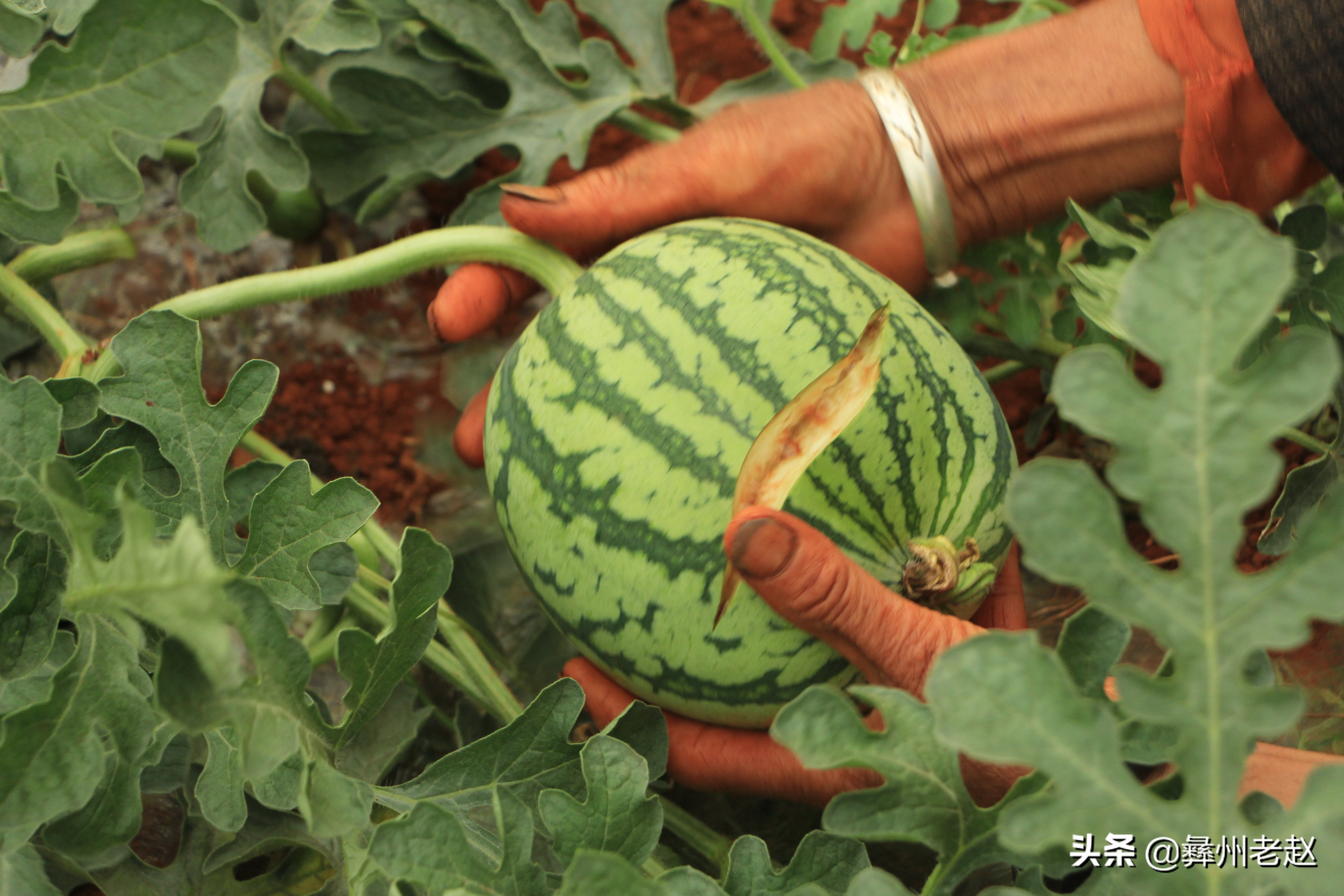大棚西瓜不膨大怎么回事,大棚西瓜第一次膨瓜肥用什么