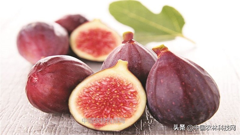 无花果盆栽果子长大了不长叶子,无花果盆栽种植的正确方法