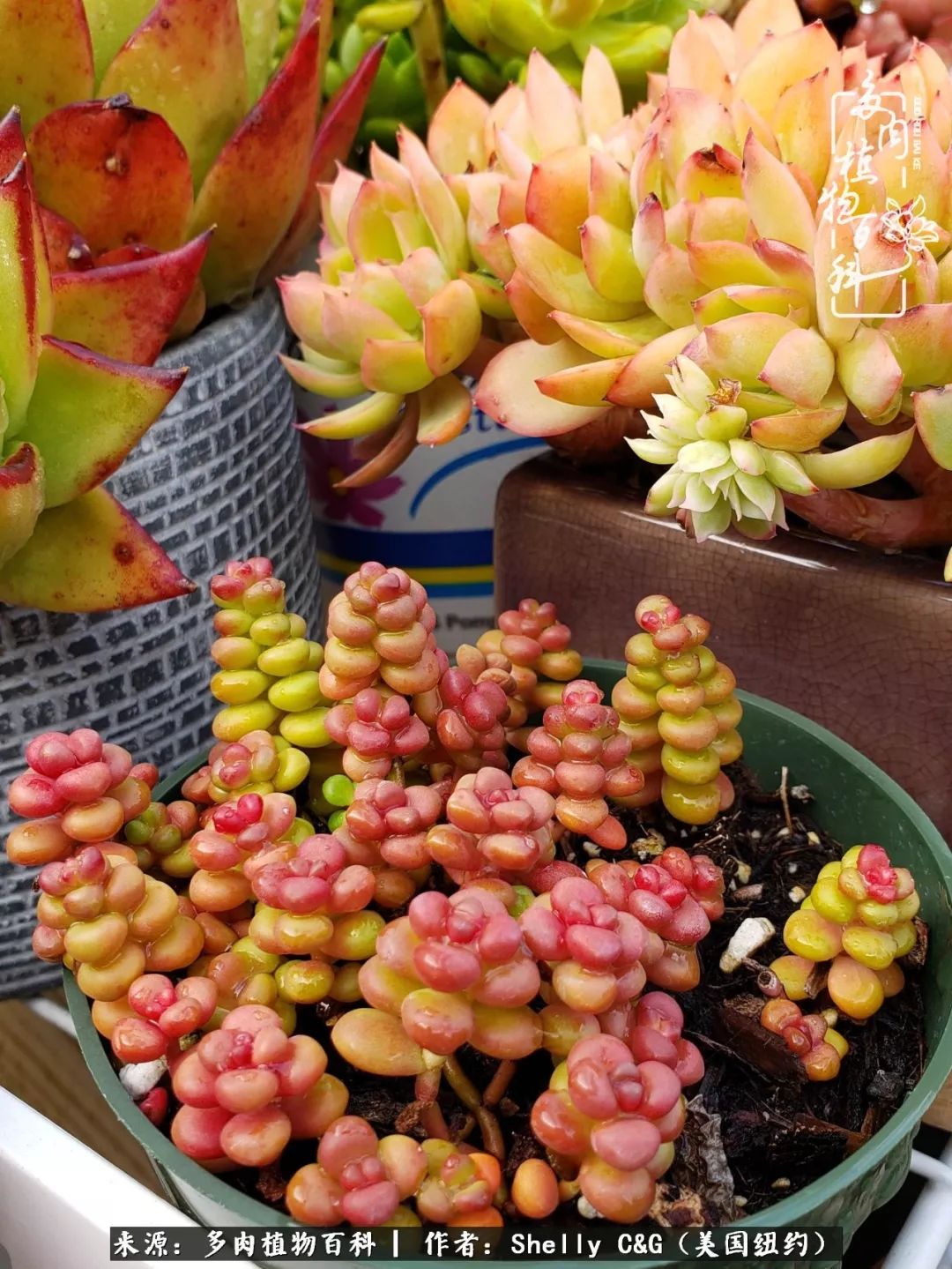 美国纽约有多少华裔人,美国纽约有多少个华人