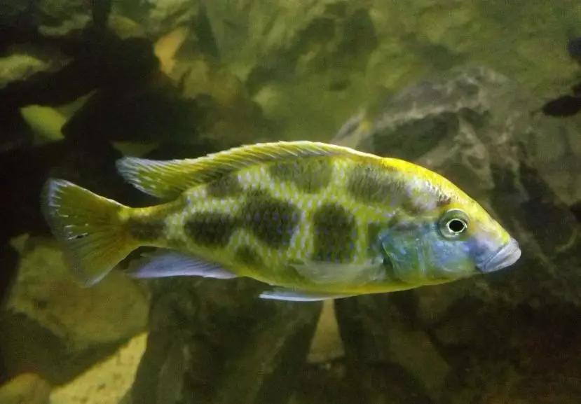 自己做大型水陆缸,在家自己打造一个沙漠缸