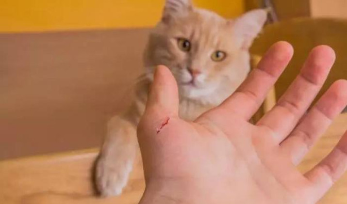 流浪猫收养注意事项洛阳,收养流浪猫幼崽注意事项