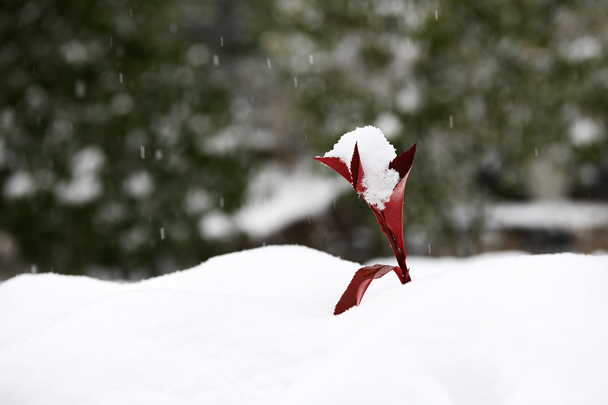湖北武汉：雪润校园