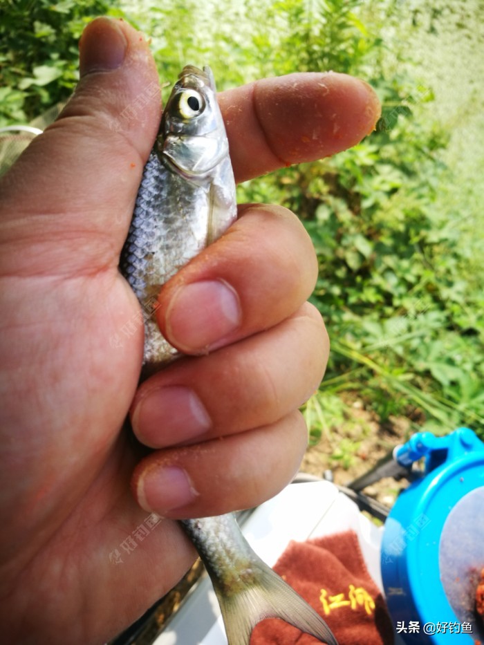 忙里偷闲的出来钓个鱼,忙里偷闲钓鱼