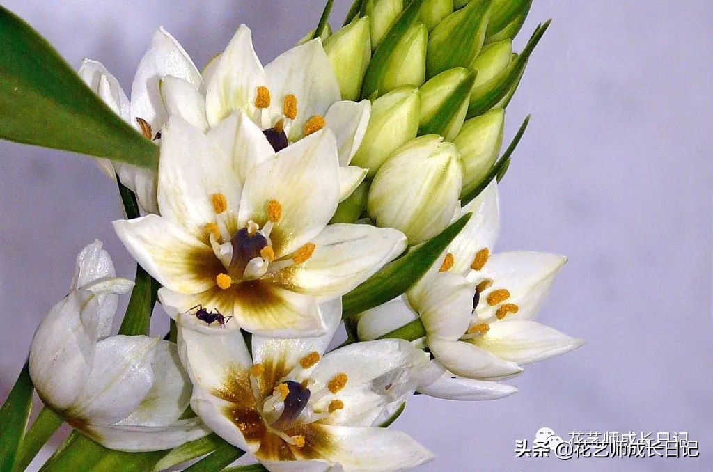 每日一花|伯利恒之星,可用于治疗癌症,洁白可爱