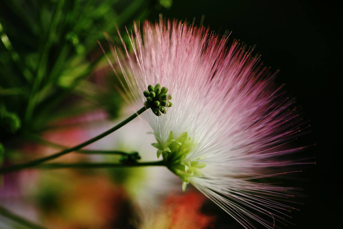 花语大全100种花的花语,100种象征着爱情的花的花语