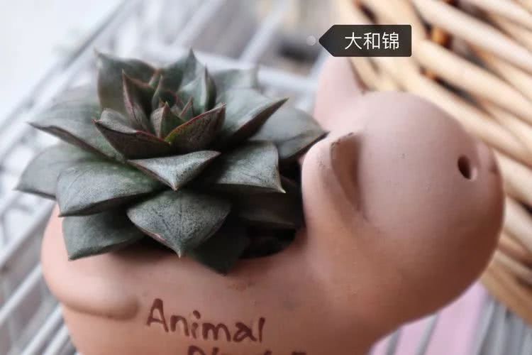 多肉名字怎么记,多肉的品种图片及名字寓意