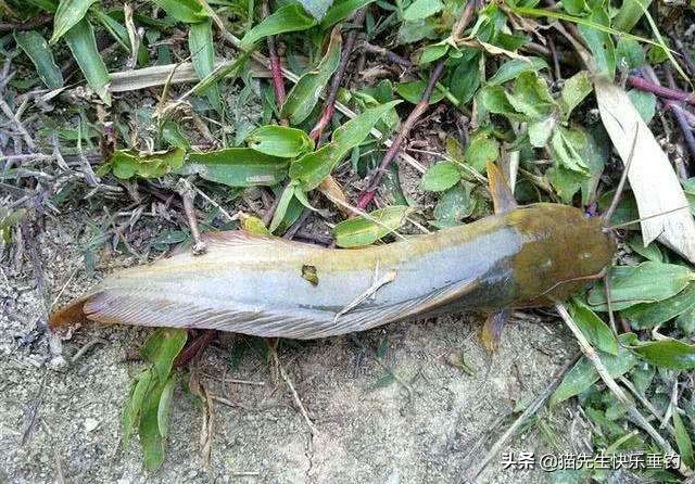 8根胡须的鱼跟塘角鱼差不多,8条胡须的埃及塘角鱼吃什么