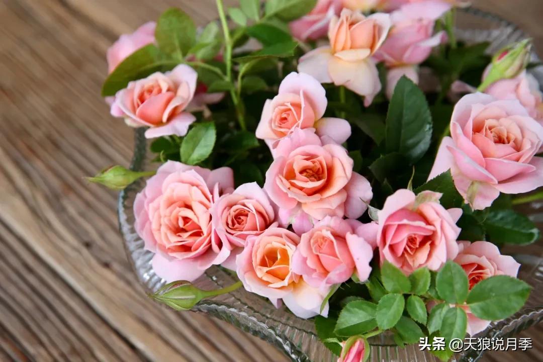 康康最厉害的时刻,康康高光合集