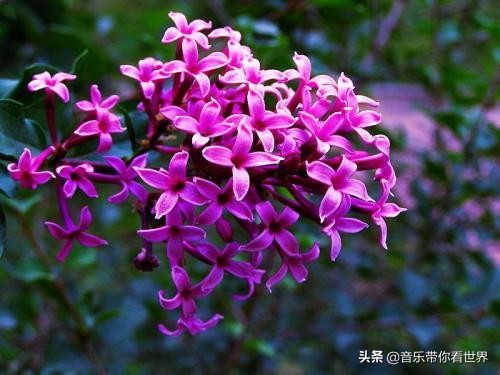 中国各城市市花图片简介,各个城市的市花有哪些