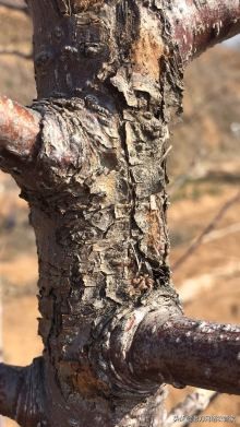 主干爆皮，请问怎么办？干腐病应该怎么办