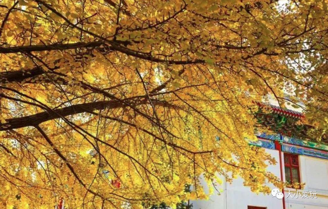 北京红螺寺银杏最佳观赏时间,北京赏银杏景区有哪些