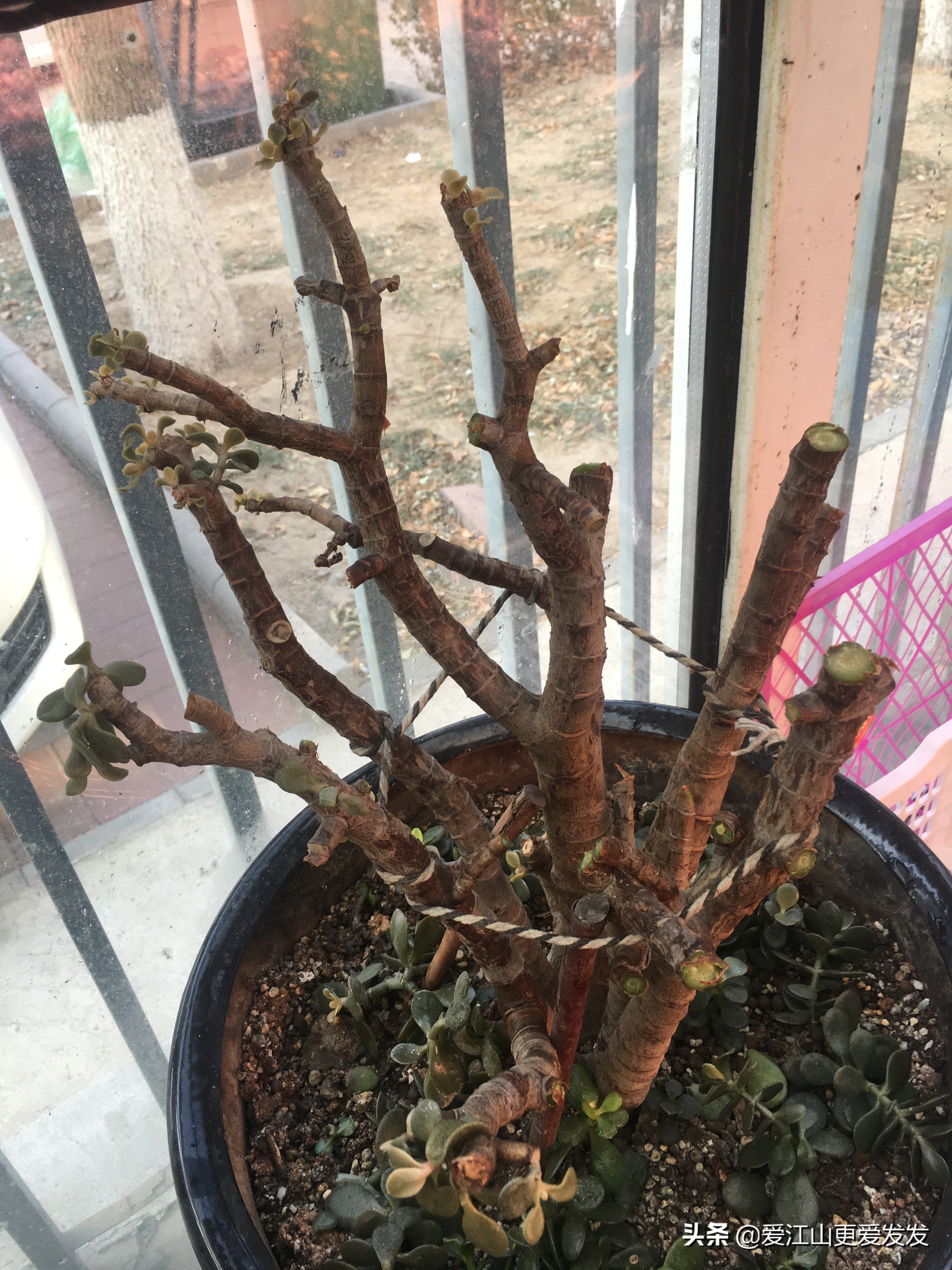 冬天花草枯萎怎么处理,植物受冻过如何快速修复