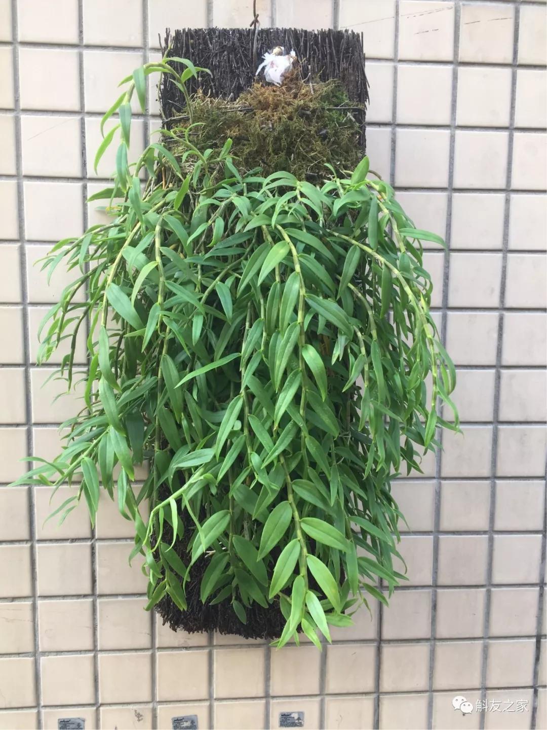 石斛兰叶子变黄的解决办法,石斛兰叶子变黄了怎么解决