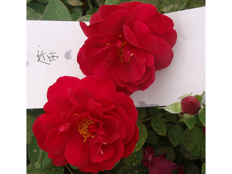 99棵月季,最值得入手的玫瑰月季