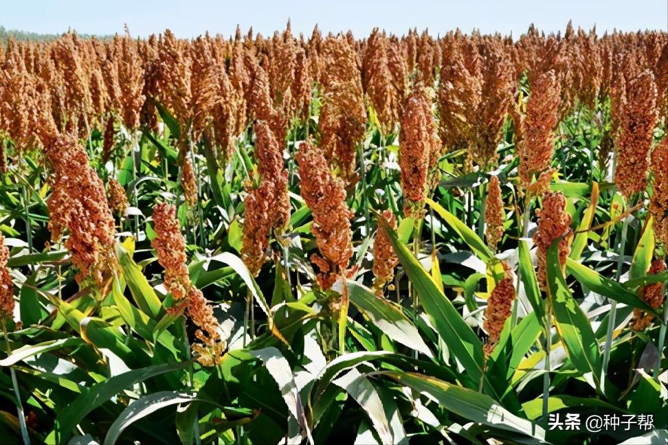 新品种高粱一亩能产多少斤,种植什么品种的高粱收益高