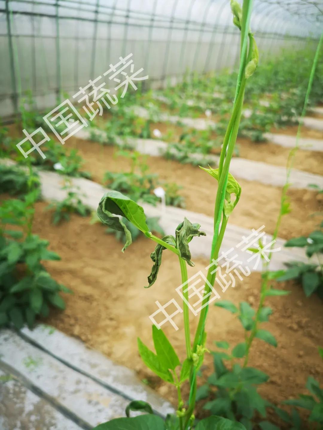 豇豆刚发芽遇上低温怎样预防,豇豆防霜冻最快的方法