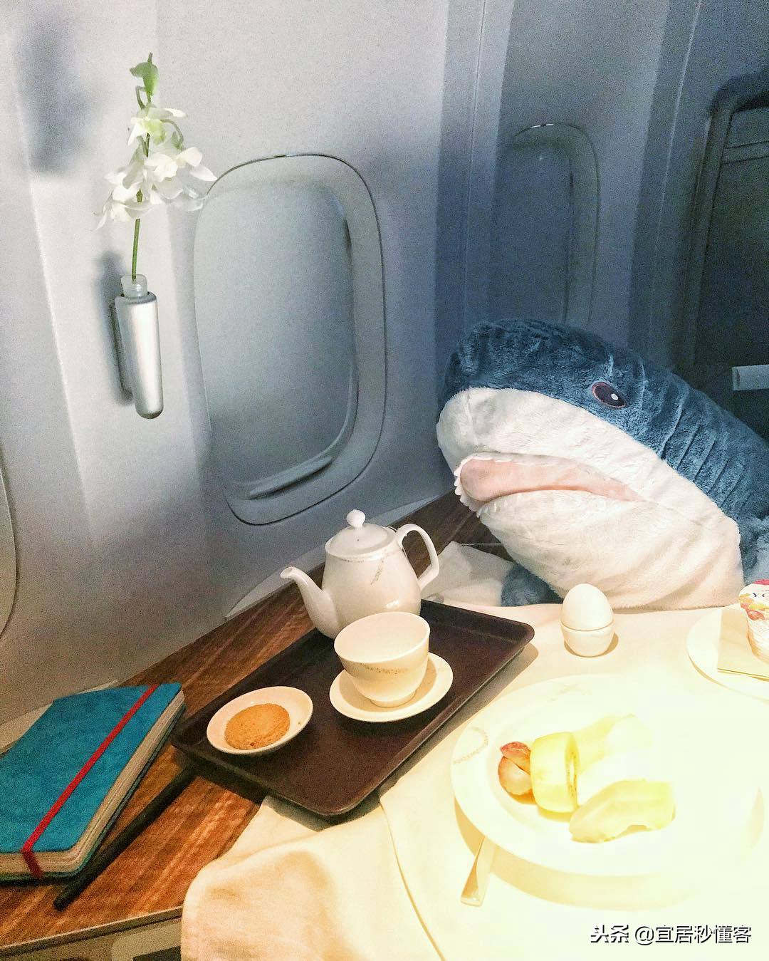 宜家小鲨鱼,为什么宜家鲨鱼火了